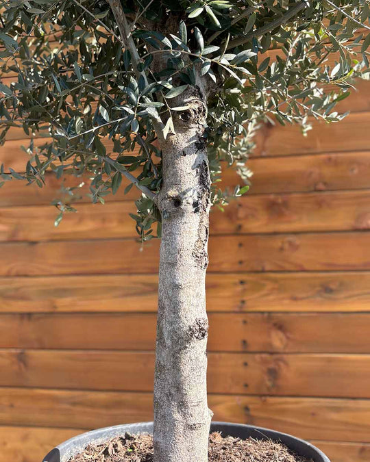 Olivenbaum – Olea europaea ‘Arbequina’