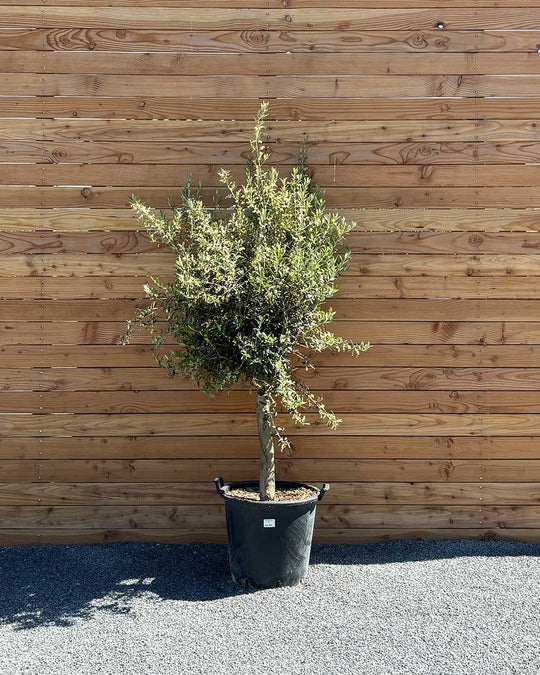 Olivenbaum M