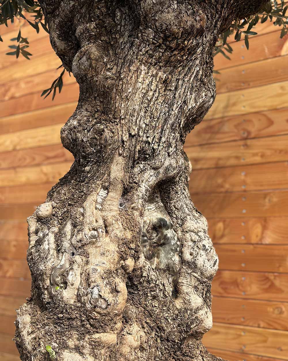 Olivenbaum „Gigante“ (M14)