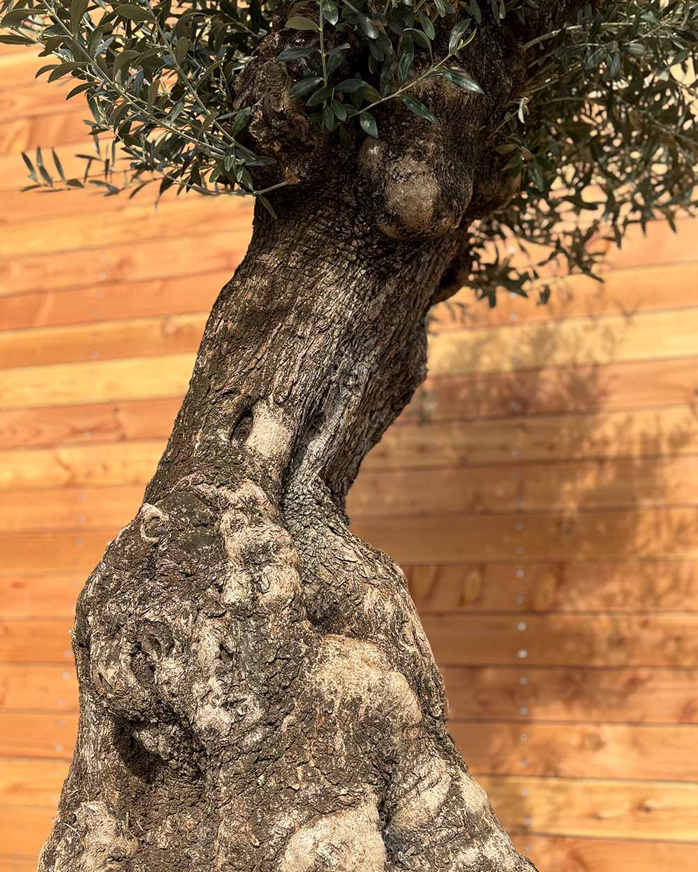 Olivenbaum „Gigante“ (M15)
