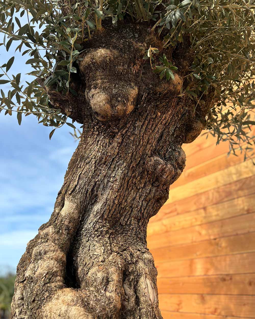 Olivenbaum „Gigante“ (M15)