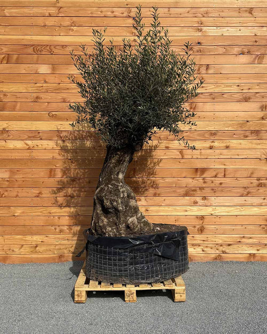 Olivenbaum „Gigante“ (M15)