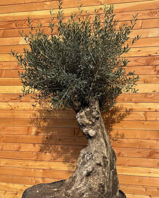 Olivenbaum „Gigante“ (M15)