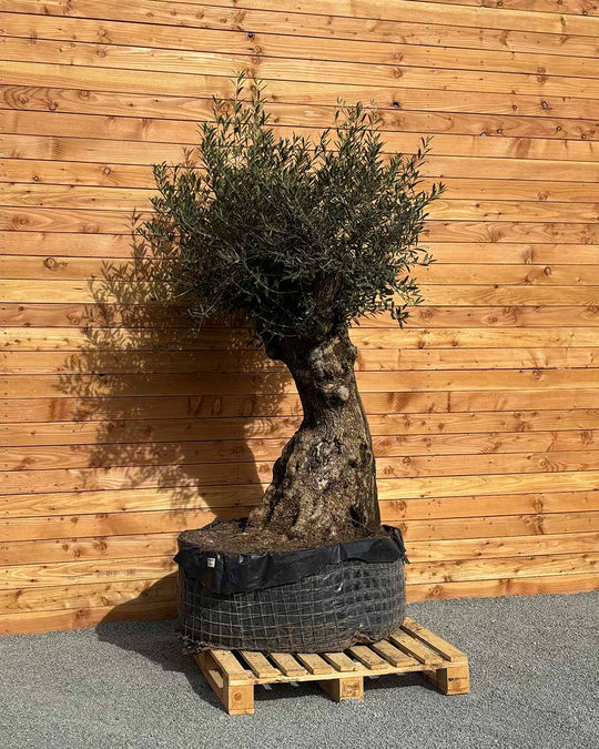 Olivenbaum „Gigante“ (M15)