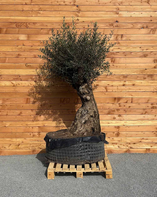 Olivenbaum „Gigante“ (M15)