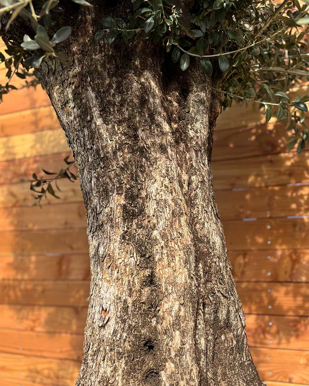 Olivenbaum „Gigante“ (M4)