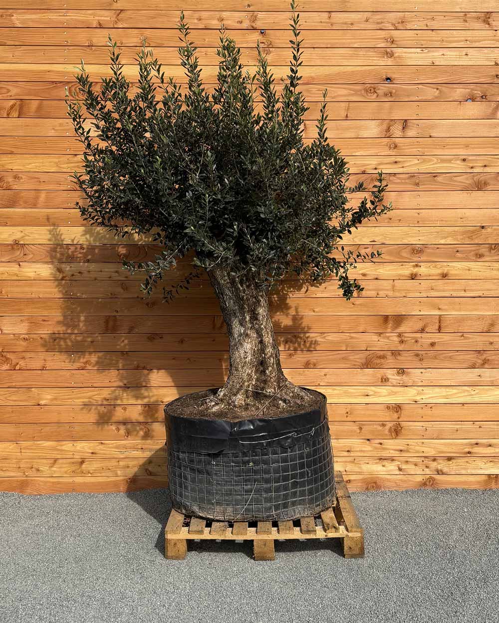 Olivenbaum „Gigante“ (M4)