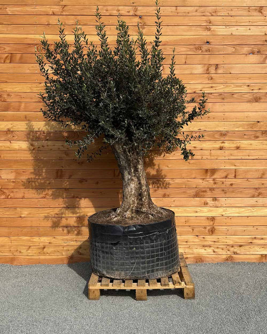 Olivenbaum „Gigante“ (M4)