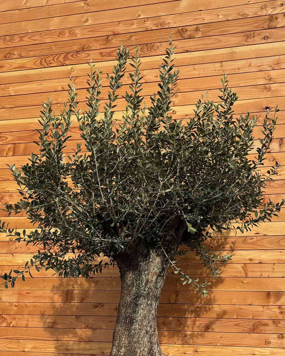 Olivenbaum „Gigante“ (M4)