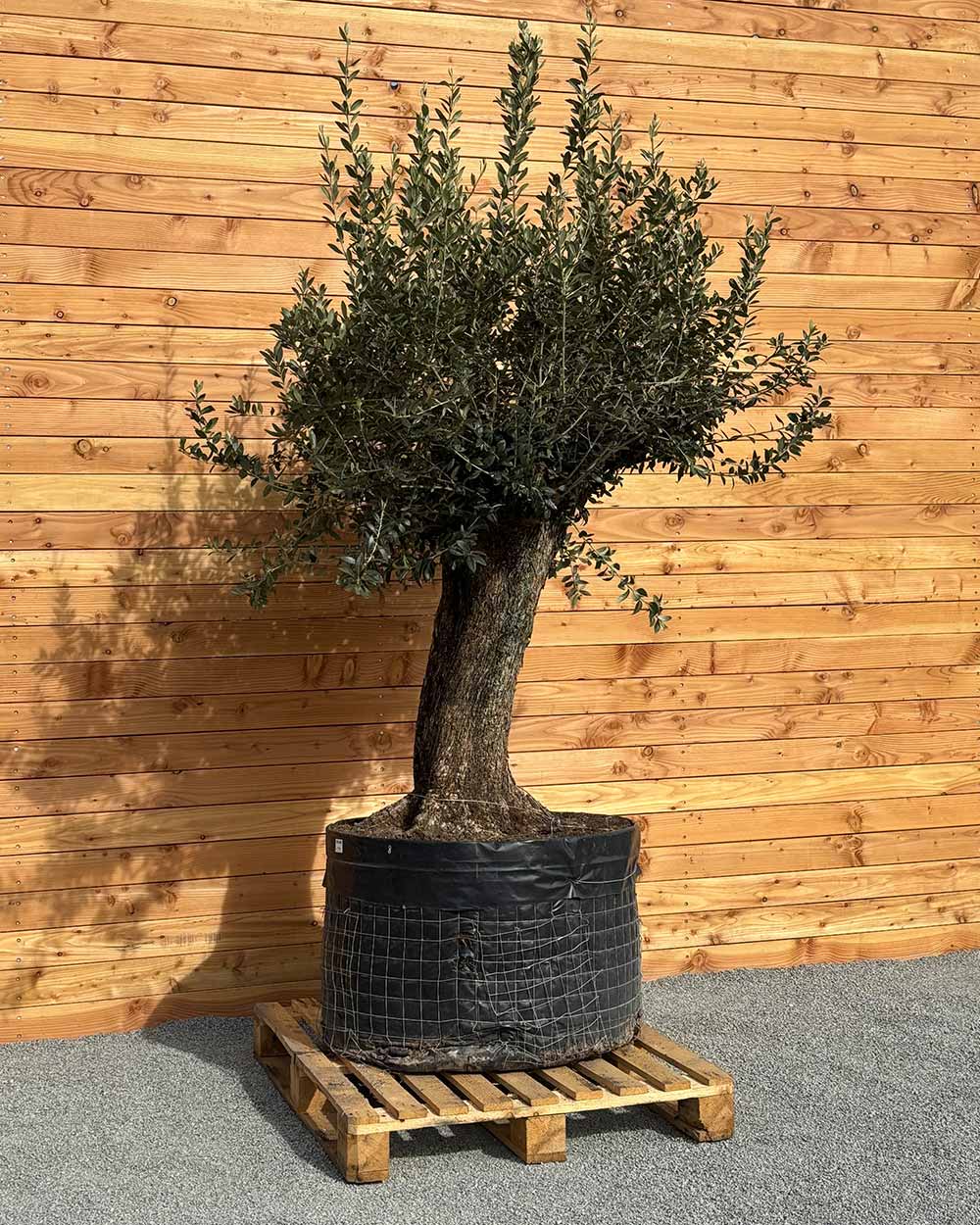 Olivenbaum „Gigante“ (M4)