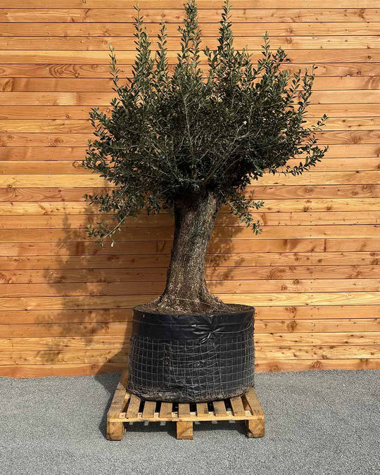 Olivenbaum „Gigante“ (M4)