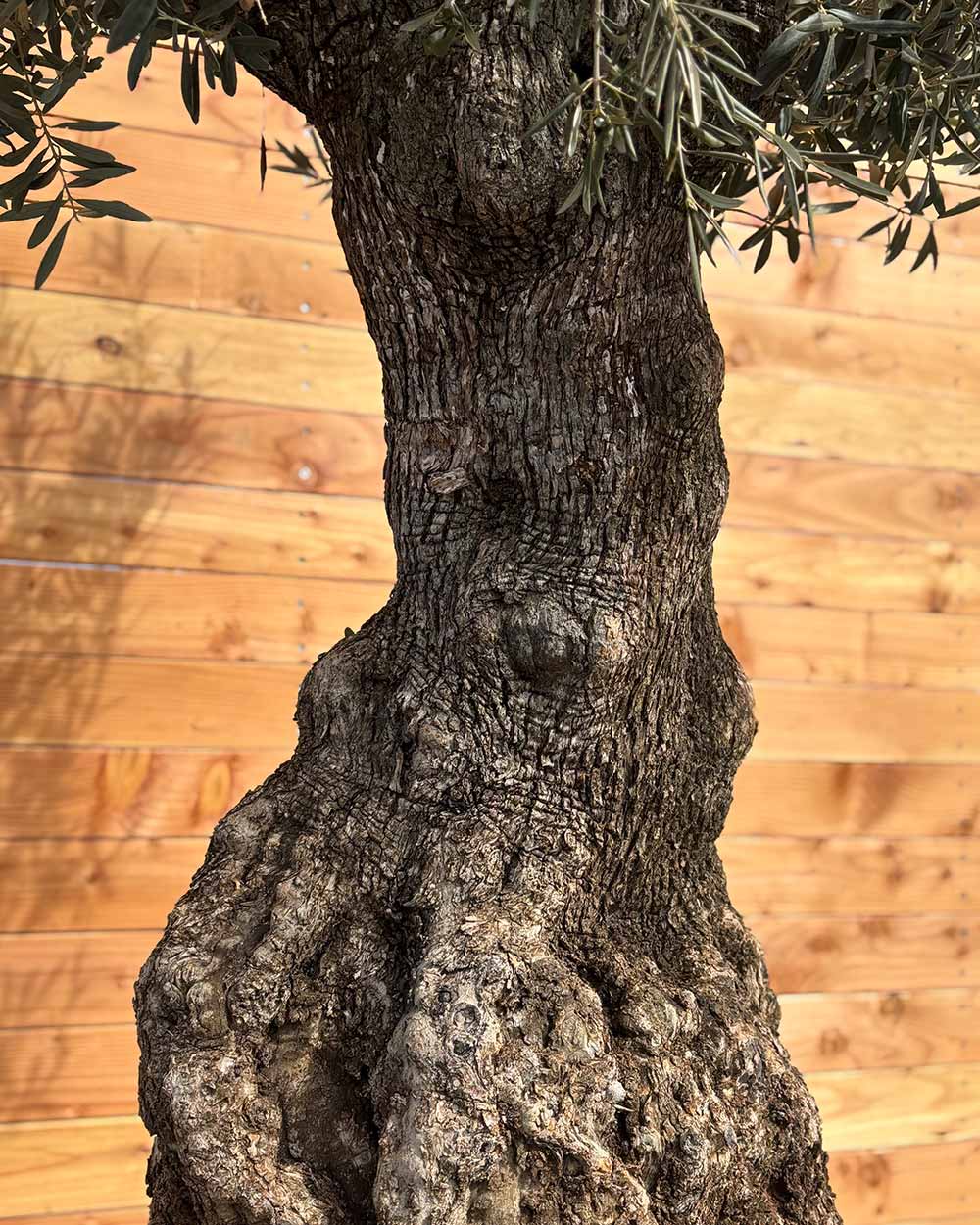 Olivenbaum „Gigante“ (M6)