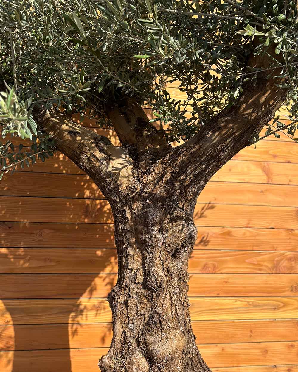 Olivenbaum – Olea europaea ‘Hojiblanca’ (Dekoschale) (Medio)