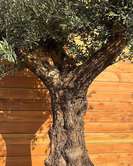 Olivenbaum – Olea europaea ‘Hojiblanca’ (Dekoschale) (Medio)