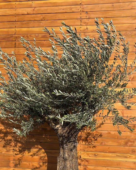 Olivenbaum – Olea europaea ‘Hojiblanca’ (Dekoschale) (Medio)