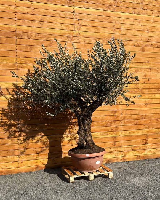 Olivenbaum – Olea europaea ‘Hojiblanca’ (Dekoschale) (Medio)