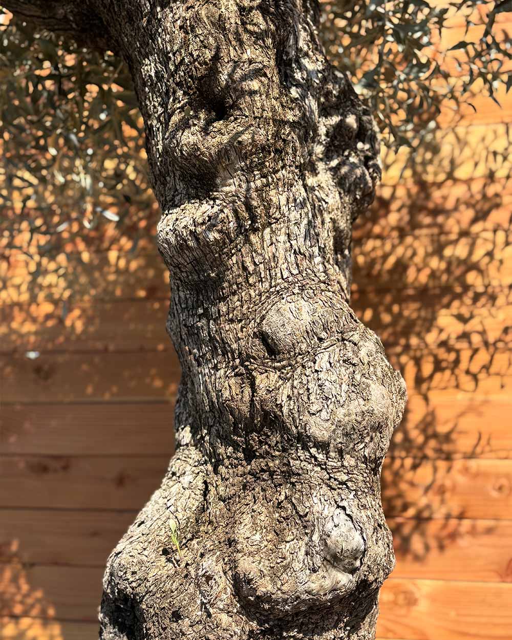 Olivenbaum „Forte“ (O1)