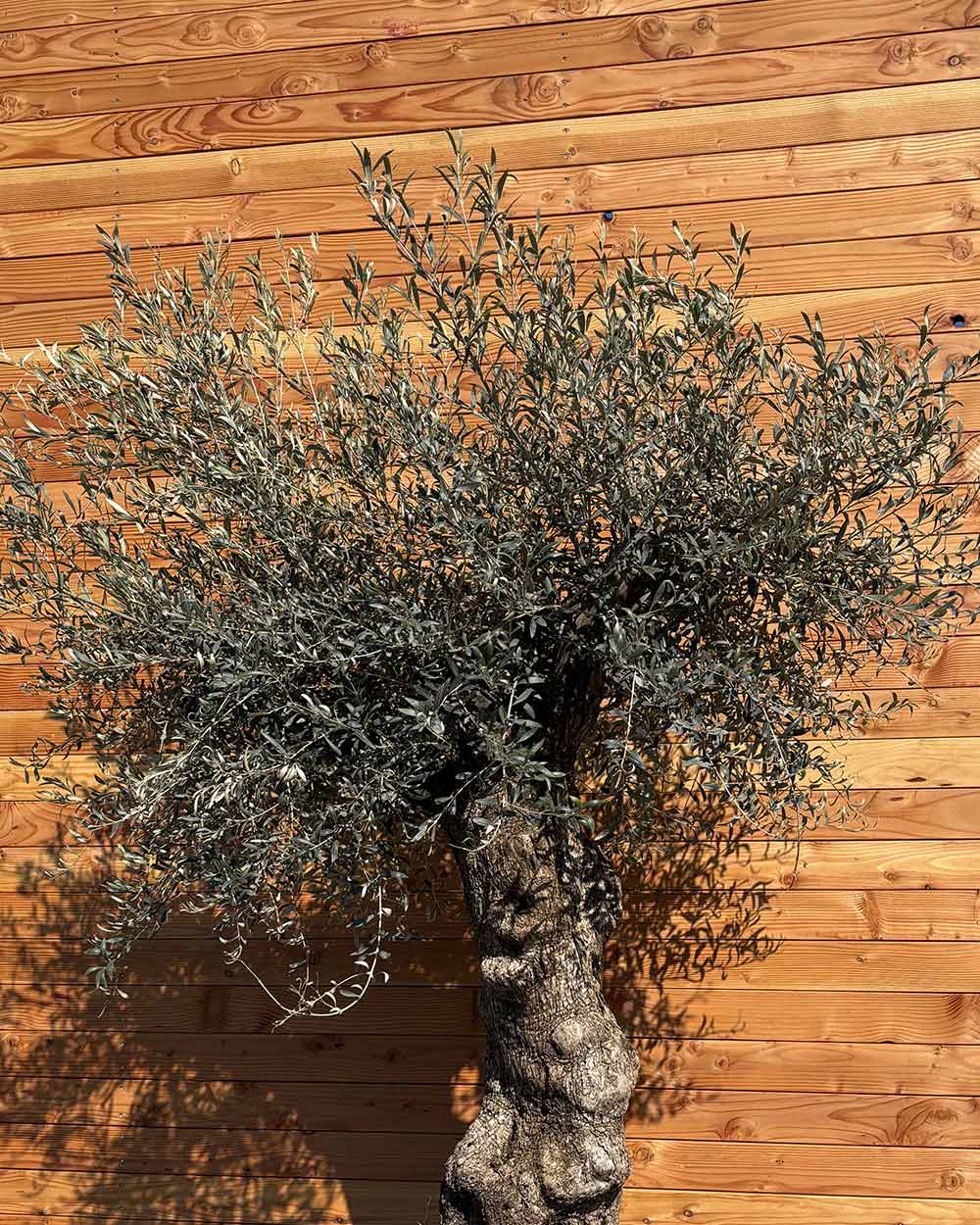 Olivenbaum „Forte“ (O1)
