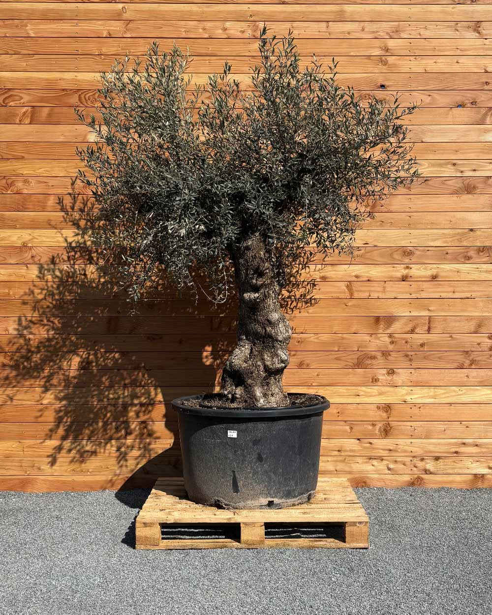 Olivenbaum „Forte“ (O1)