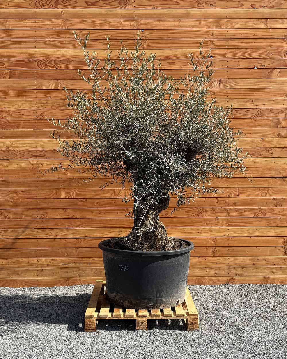 Olivenbaum „Forte“ (O10)