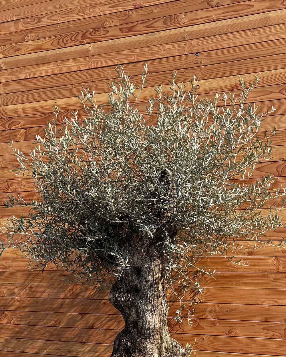 Olivenbaum „Forte“ (O10)