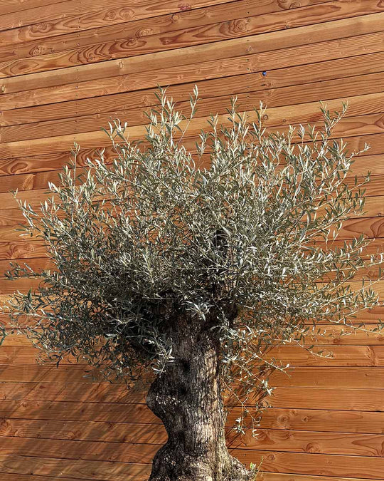 Olivenbaum „Forte“ (O10)