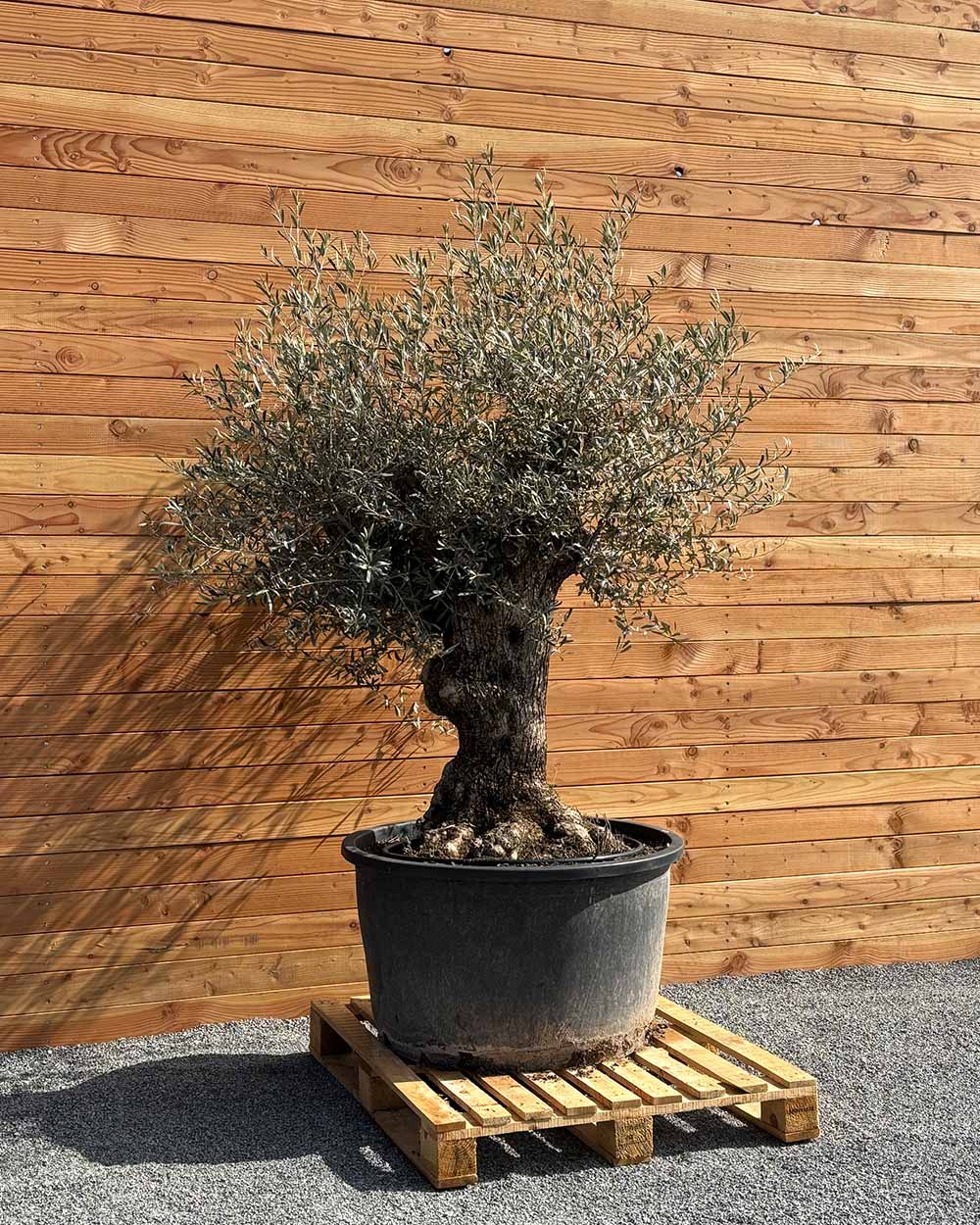 Olivenbaum „Forte“ (O10)