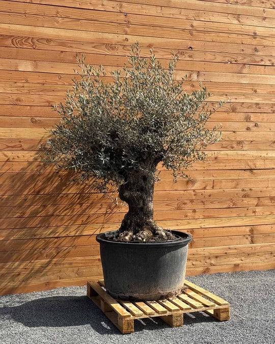 Olivenbaum „Forte“ (O10)