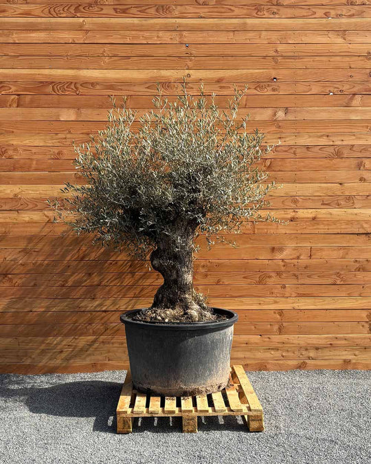 Olivenbaum „Forte“ (O10)