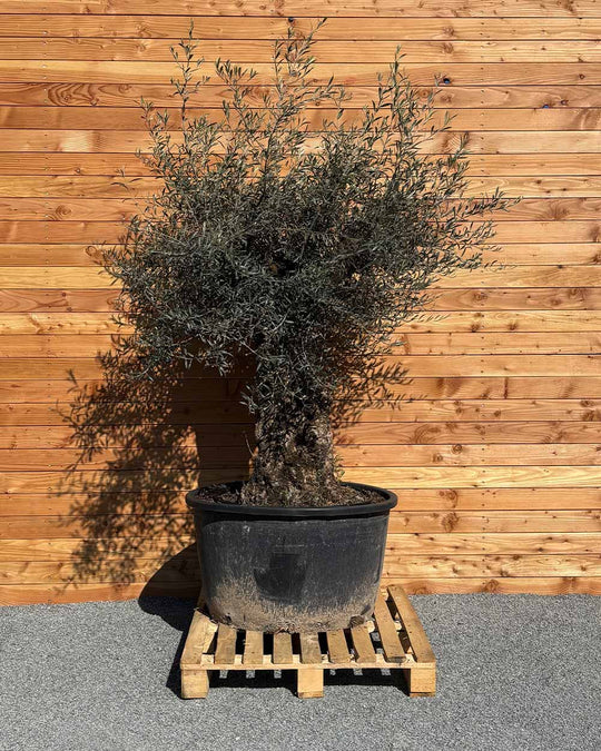 Olivenbaum „Forte“ (O12)
