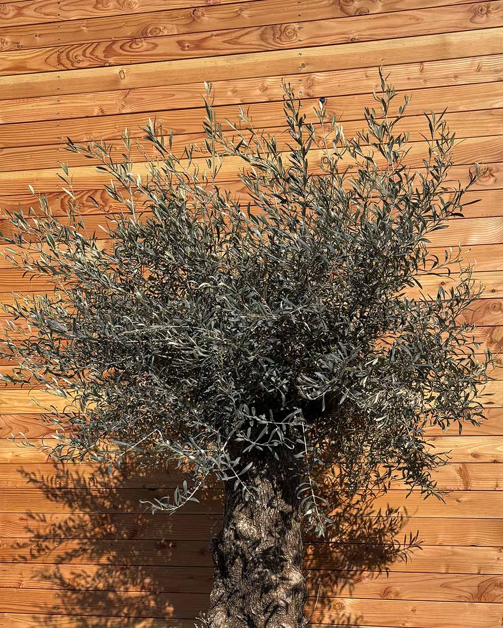 Olivenbaum „Forte“ (O12)
