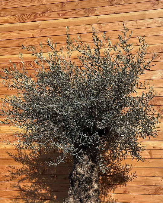 Olivenbaum „Forte“ (O12)