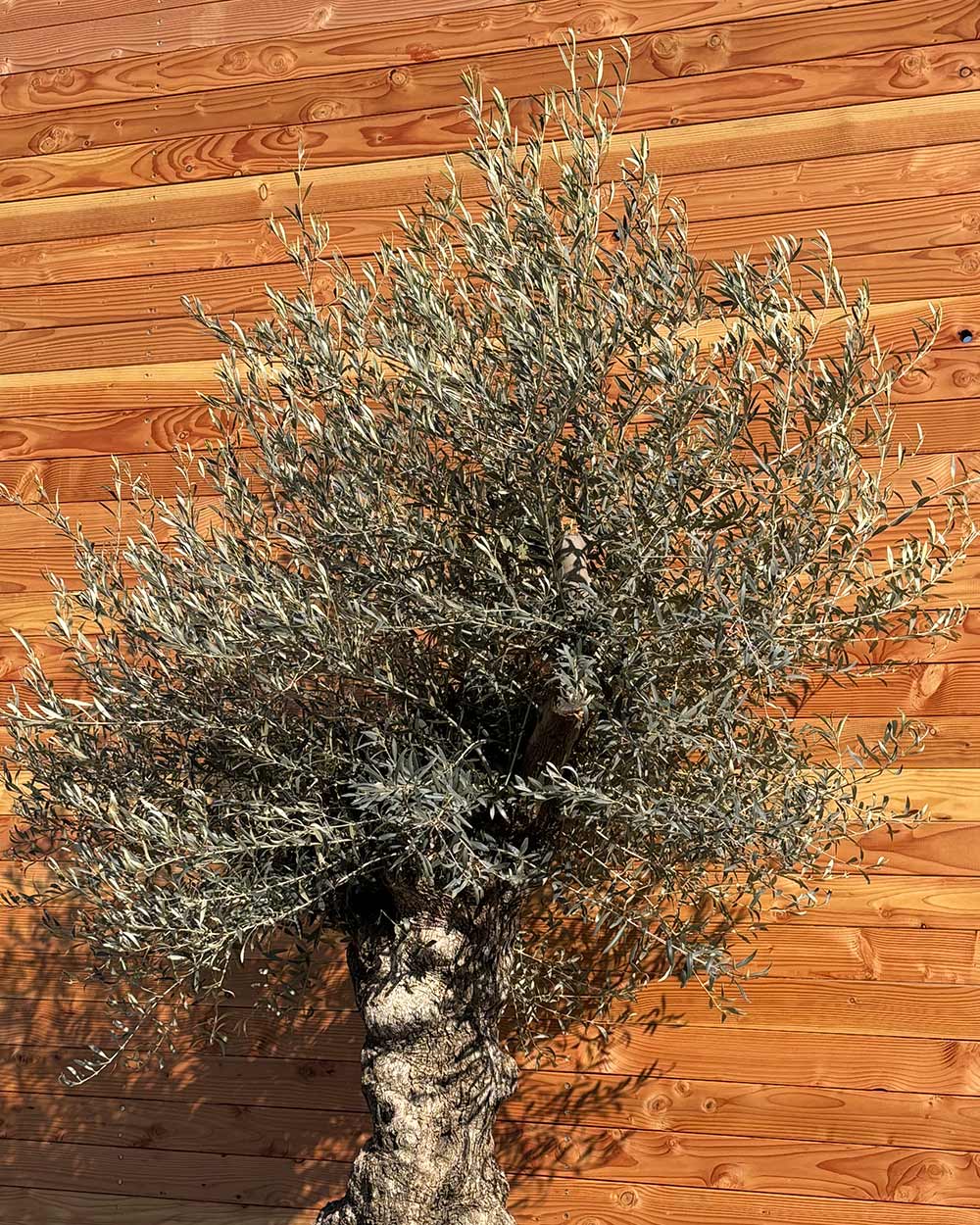 Olivenbaum „Forte“ (O13)