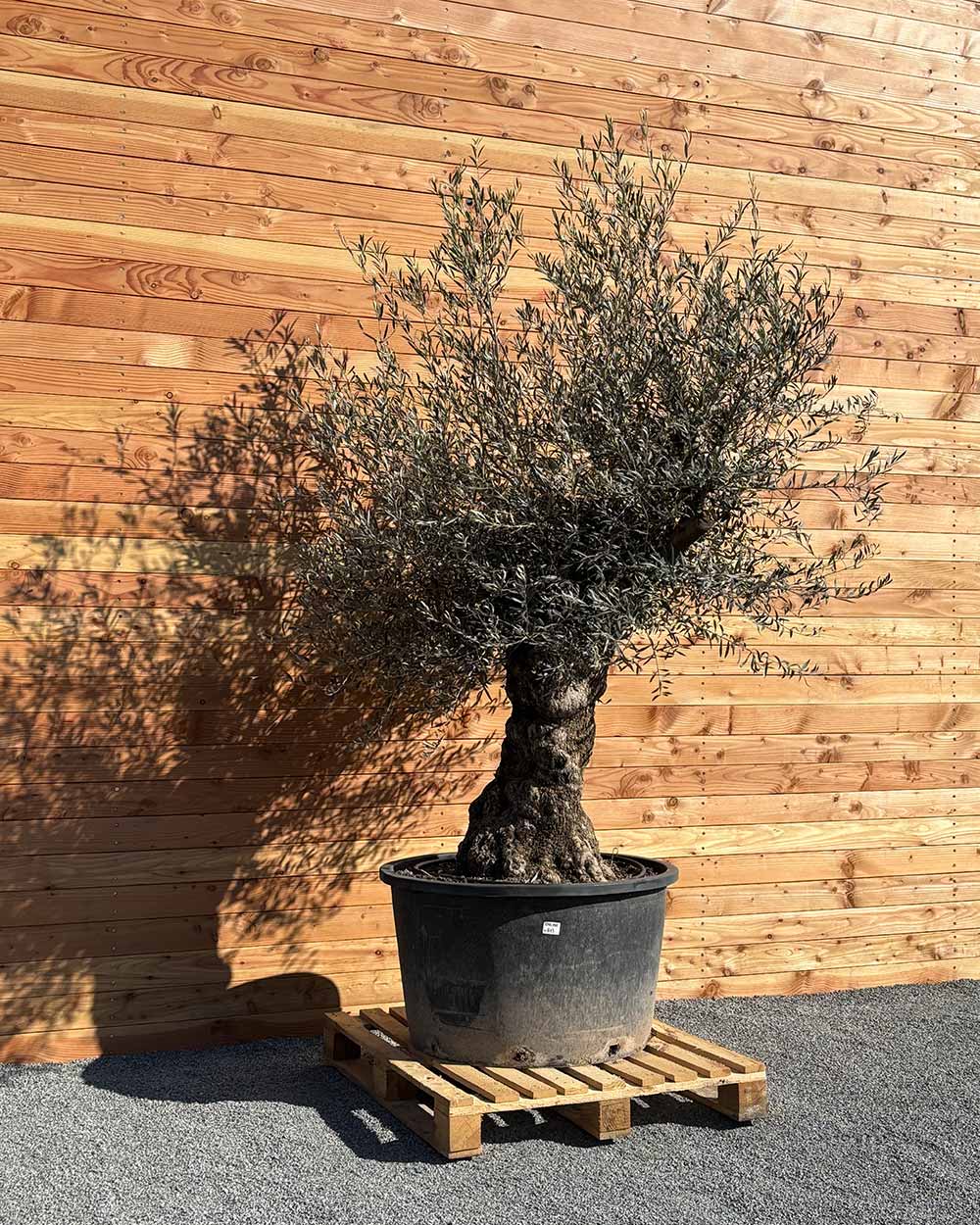 Olivenbaum „Forte“ (O13)