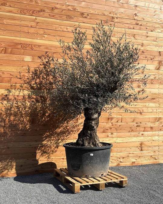 Olivenbaum „Forte“ (O13)