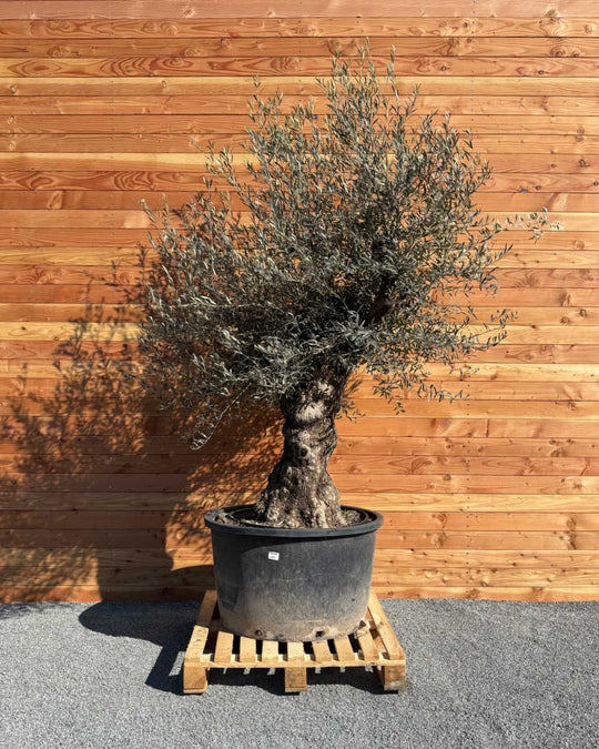 Olivenbaum „Forte“ (O13)