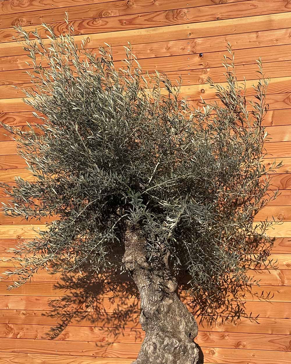 Olivenbaum „Forte“ (O14)