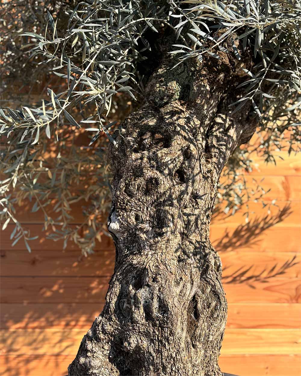 Olivenbaum „Forte“ (O16)