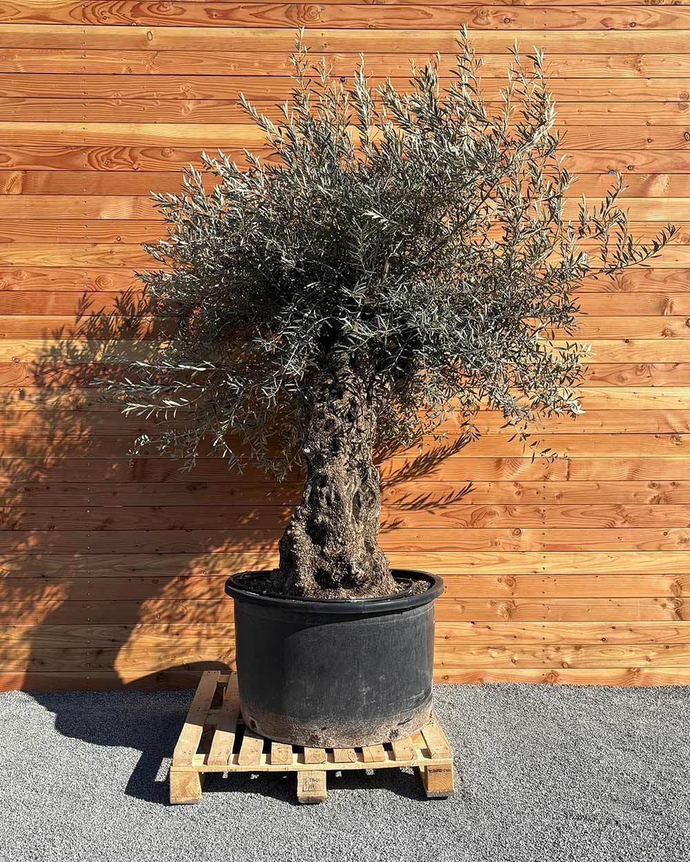 Olivenbaum „Forte“ (O16)