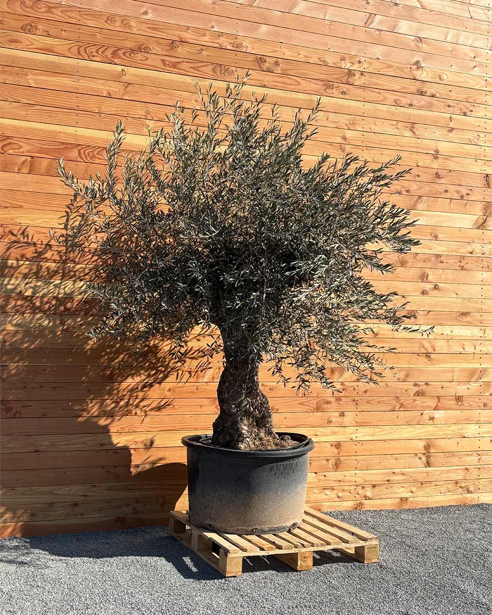 Olivenbaum „Forte“ (O16)