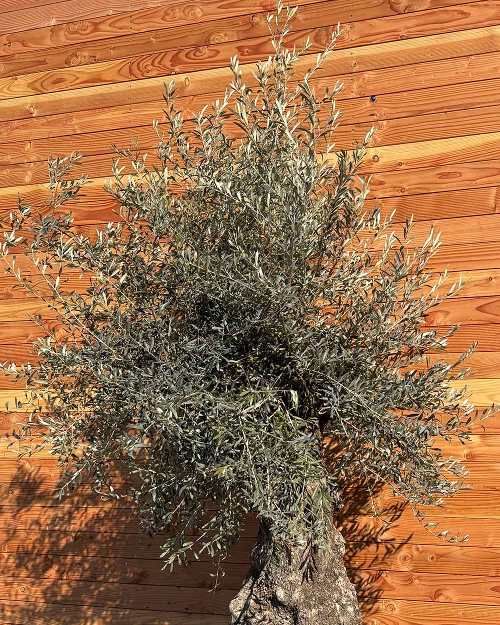 Olivenbaum „Forte“ (O17)