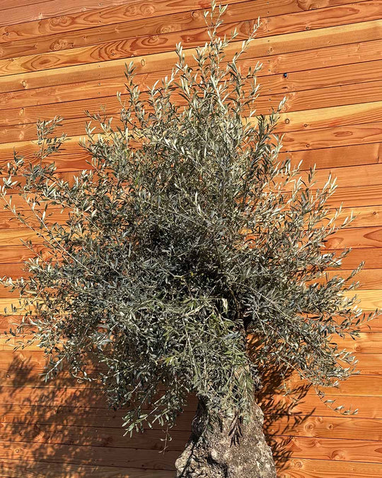 Olivenbaum „Forte“ (O17)