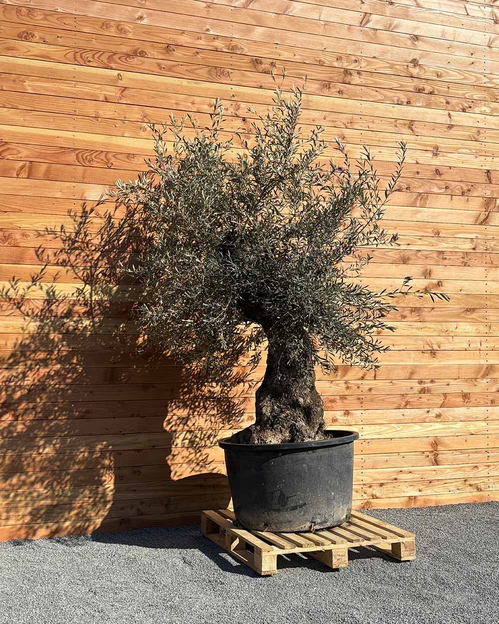 Olivenbaum „Forte“ (O17)