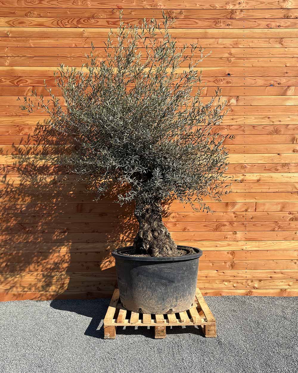 Olivenbaum „Forte“ (O18)