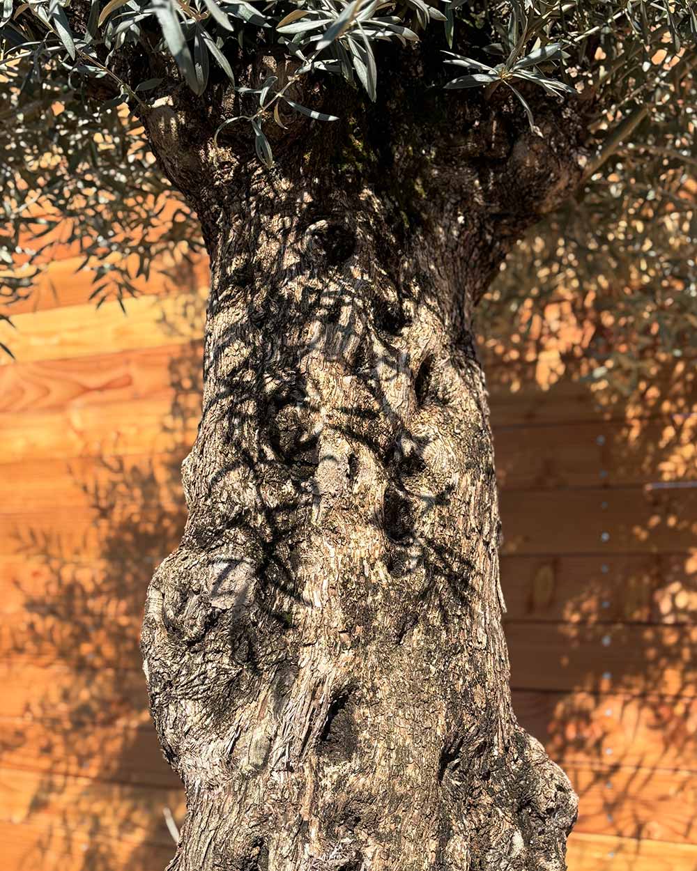 Olivenbaum „Forte“ (O2)