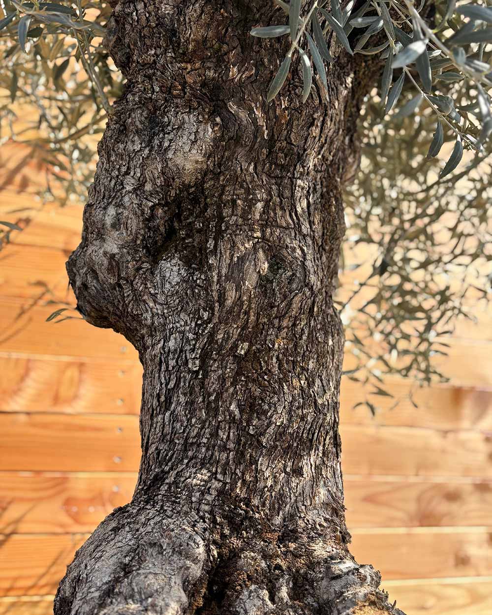 Olivenbaum „Forte“ (O3)