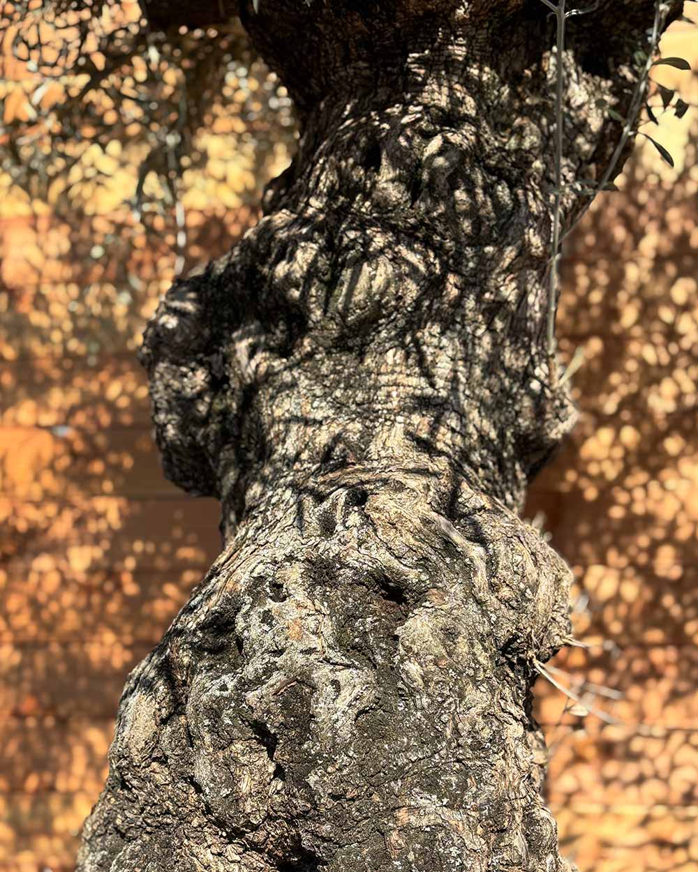 Olivenbaum „Forte“ (O5)