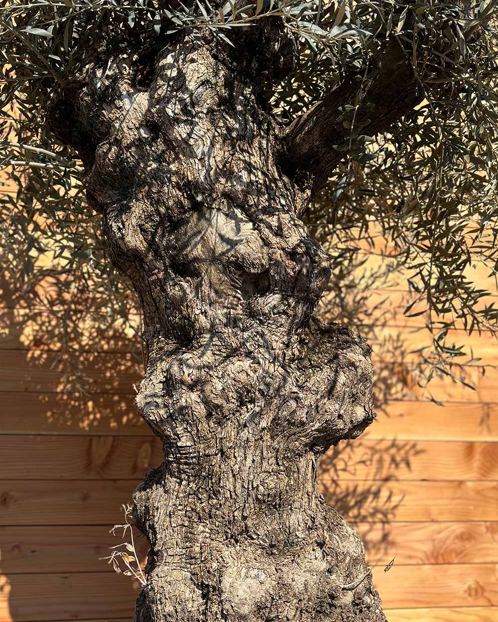 Olivenbaum „Forte“ (O5)