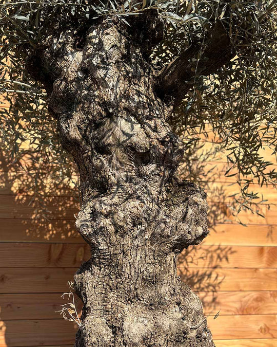 Olivenbaum „Forte“ (O5)