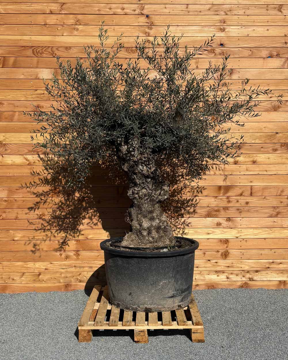Olivenbaum „Forte“ (O5)
